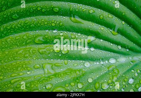 Regen Sie Wassertropfen auf dem grünen Hostablatt im englischen Garten Stockfoto