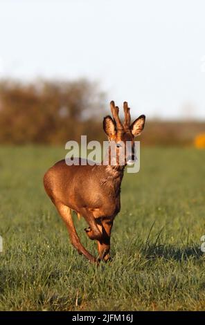 REHE (Capreolus capreolus) Männchen (Buck) beim Laufen, Schottland, Großbritannien. Stockfoto