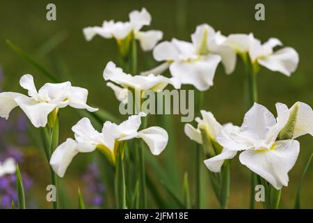 Der Flügel der weißen Sibirischen Iris der Möwe in Blüte Stockfoto