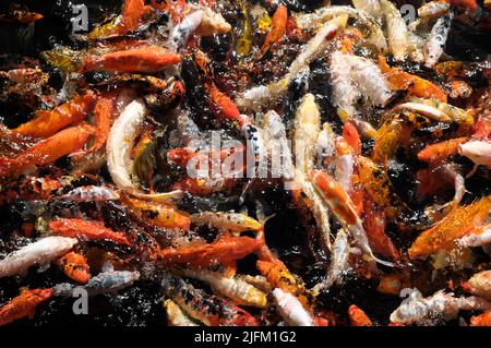 Viele farbige Koi Karpfen in einem dunklen Teich Stockfoto