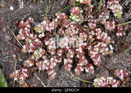 Korallenkette - Illecebrum verticillatum Stockfoto