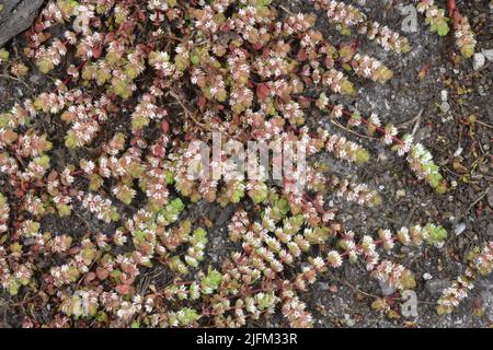 Korallenkette - Illecebrum verticillatum Stockfoto