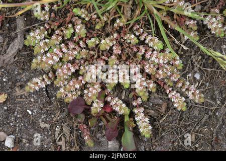 Korallenkette - Illecebrum verticillatum Stockfoto