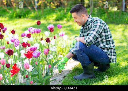 Mann mit dem Baumscheren, der sich im Garten um Blumen kümmert Stockfoto