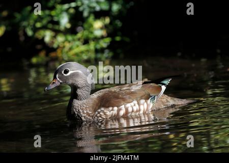 MANDARINENTE (Aix galericulata) Weibchen auf einem Fluss, Großbritannien. Stockfoto