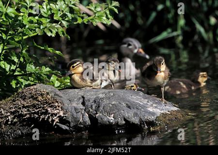 MANDARINENTE (Aix galericulata) weiblich mit Entlein, Großbritannien. Stockfoto