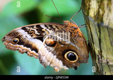 Morpho peleides des Kaiser, ein schillernder tropischer Schmetterling. Stockfoto