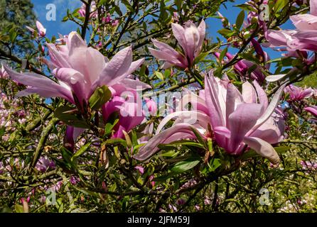 Nahaufnahme von Magnolia soulangeana 'Lennei' magnoliaceae rosa Blume blühende Blumen im Frühling England UK Vereinigtes Königreich GB Großbritannien Stockfoto