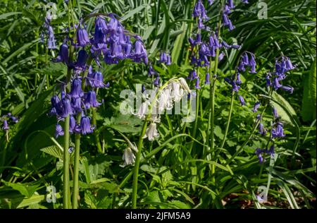 Nahaufnahme der Blau- und weißen Blütenblüten, die im Frühling in North Yorkshire England, Großbritannien, in einem Waldgebiet blühen Stockfoto