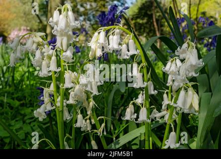 Nahaufnahme von englischen weißen Wildblumenblüten, die im Frühjahr in einem Waldgebiet wachsen North Yorkshire England GB Großbritannien Stockfoto