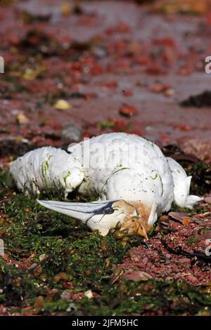 Opfer der Vogelgrippe, Großbritannien. Stockfoto