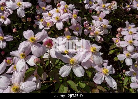 Nahaufnahme des rosa Klettersteigers clematis 'Montana' Blumenblumen blühende Pflanze, die im Frühjahr an einer Wand im Garten wächst England Großbritannien Stockfoto