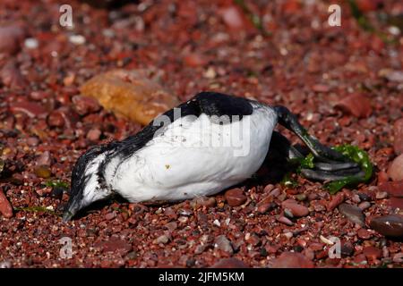 Opfer der Vogelgrippe, Großbritannien. Stockfoto