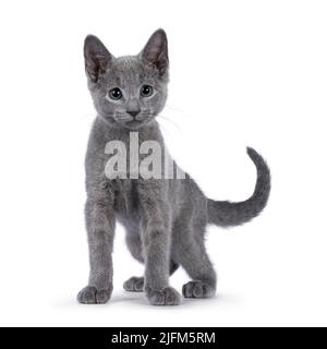 Entzückende russische blaue Katze Kätzchen, stehend mit Blick nach vorne. Neben der Kamera mit fantastischen grünen Augen. Isoliert auf weißem Hintergrund. Stockfoto