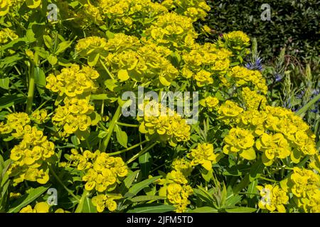 Nahaufnahme der Sumpfspurgen-Ephorbia palustris-Pflanzenblüten, die gelbgrüne Blume blühen, die im Frühjahr im Garten wächst England Großbritannien Stockfoto