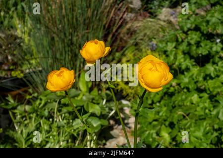 Nahaufnahme der Globeflower Trollius 'Orange Globe' Pflanzenblüten orange gelbe Blume blühend wächst im Garten im Frühjahr England Großbritannien Stockfoto