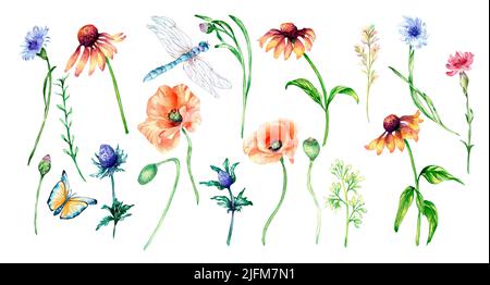 Set von Wiese lila, rote Blumen, Schmetterling, Libelle Aquarell Illustration isoliert. Koneblume, Mohn, Insekt, Wildblumen handbemalt. Design Stockfoto