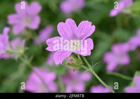 Französischer Kranichschnabel - Geranium endressii Stockfoto