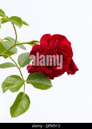 Rose Stockfoto