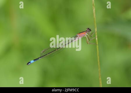 Eine Nahaufnahme einer jungen, auf einem Schilf sitzenden Blauschwanzdamselfly oder eines gemeinen Bluetail (Ischnura elegans) Stockfoto