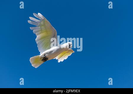 Golden Sittich, Guaruba guarouba, schöne gelbe Vogel fliegen Stockfoto