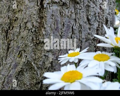 Alte Baumrindenstruktur mit Gänseblümchen auf der Vorderseite, Baumoberfläche mit Blumen, Nahaufnahme von gelben Gänseblümchen mit Rindenstruktur Hintergrund Stockfoto