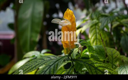 Leuchtend gelbe Blume von Pachystachys Lutea Nees Lollypops, Golden Candles, Golden Shrimp Plant, Lollipop Plant, Yellow Shrimp Plant mit grünen Blättern Stockfoto