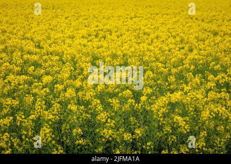 Ein schönes Feld von Raps (Brassica Napus) blüht in Südafrika Stockfoto