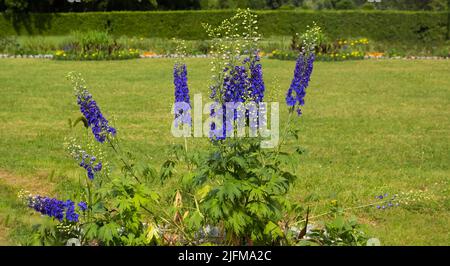 Consolidata regalis wird als Gabellarkspur, Raketenlarkspur und Feldlarkspur bezeichnet. Lila kleine Blüten auf dem Feld. Verwendet in der Kräutermedizin, gute ho Stockfoto