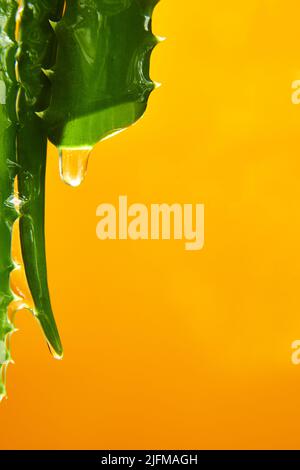 schusterpalme aspidistra Aspidistra elatior main image 1