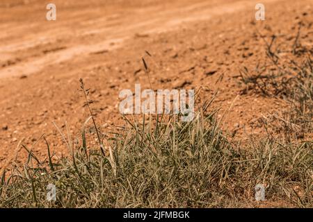 Low-Angle-Ansicht des staubigen Geländes und der Pflanzen. Konzept von Umweltthemen, Klimawandel, Rallye und Gelände. Speicherplatz kopieren. Stockfoto