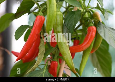 Rote und grüne Chilischoten, bereit für die Ernte. Stockfoto