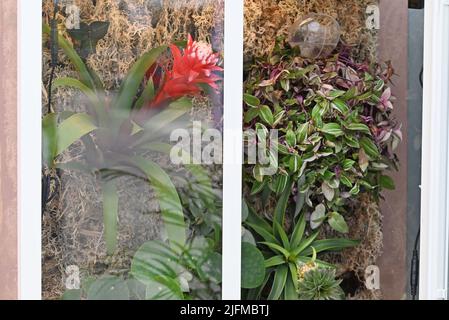 Teratium von Bromelia, Kaktus, Suculent und Moos. Stockfoto