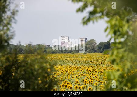 Ein Blick auf die Stadt Cakovec durch Felder von jungen Sonnenblumen, in Kroatien, am 04 2022. Juli. Foto: Vjeran Zganec Rogulja/PIXSELL Stockfoto