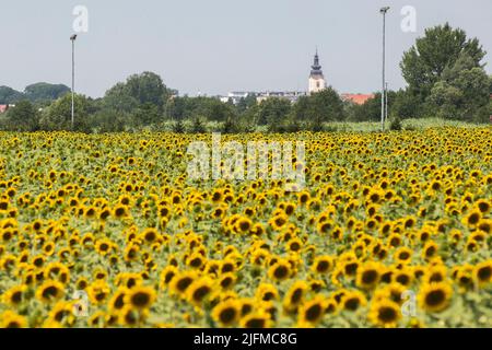 Ein Blick auf die Stadt Cakovec durch Felder von jungen Sonnenblumen, in Kroatien, am 04 2022. Juli. Foto: Vjeran Zganec Rogulja/PIXSELL Stockfoto