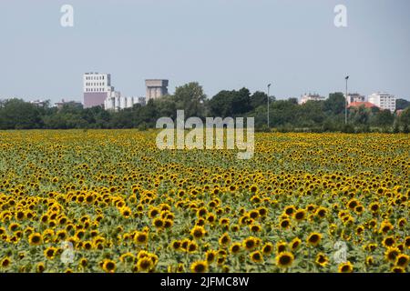 Ein Blick auf die Stadt Cakovec durch Felder von jungen Sonnenblumen, in Kroatien, am 04 2022. Juli. Foto: Vjeran Zganec Rogulja/PIXSELL Stockfoto