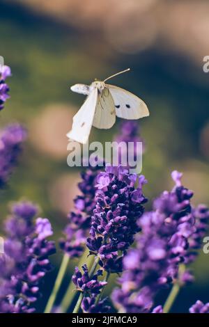 Pieris Butterfly fliegt über Lavendelblüte. Hochwertige Fotos Stockfoto