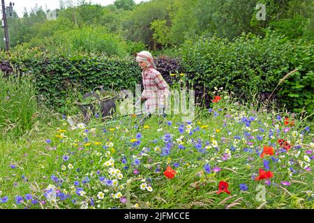 Ältere ältere Frau im Garten schieben Schubkarre und Wildblumenwiese in Blüte roten Mohnblumen, Gänseblümchen, Kornblumen im Juli Garten Wales UK KATHY DEWITT Stockfoto