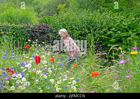 Ältere ältere Frau im Garten schieben Schubkarre und Wildblumenwiese in Blüte roten Mohnblumen, Gänseblümchen, Kornblumen im Juli Garten Wales UK KATHY DEWITT Stockfoto