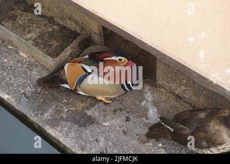 Auf der Seite des Pools sitzt eine bunte Mandarinente. Es handelt sich um eine Entenart, die aus der Ostpaläarktis stammt Stockfoto