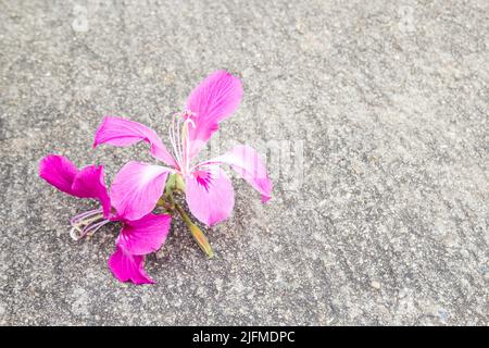 Lila Orchideenbaum oder Bauhinia purpurea L. auf dem Boden Stockfoto