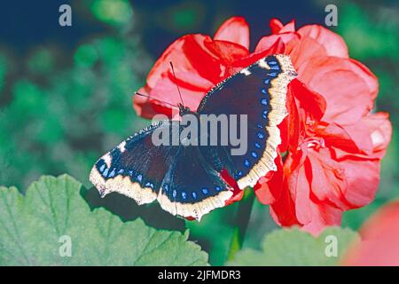 Camberwell Beauty (Nymphalis antiopa) aus Eurasien und Nordamerika. Ein seltener Einwanderer nach Großbritannien. Stockfoto