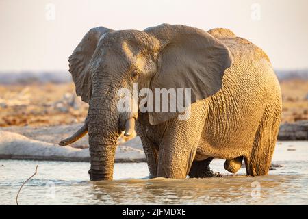 Afrikanischer Elefant (Loxodonta africana) steht im Wasserloch Stockfoto