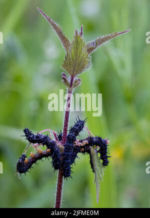 Eine Gruppe von Larven (Raupen) des schönen Pfauenschmetterlings (Aglais io), die an ihrer Nahrungspflanze kauen und Brennnesseln stechen Stockfoto