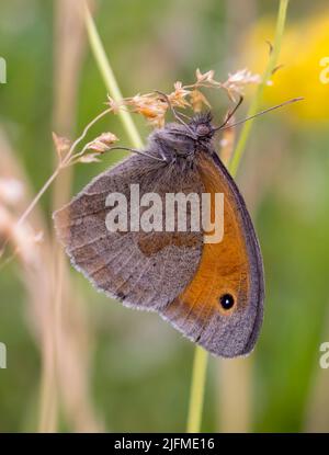 Roosting Meadow Brauner Schmetterling, (Maniola jurtina), zeigt seine Unterseite Stockfoto