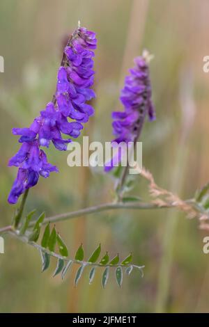 Die charakteristischen violetten Blüten von getufteten Wicken (Vicia cracca) Stockfoto