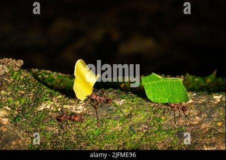 Blattkutter Ameisen (Atta cepals), Arbeiter, die Blattsegmente zu ihrem Nest in Costa Rica tragen. Stockfoto