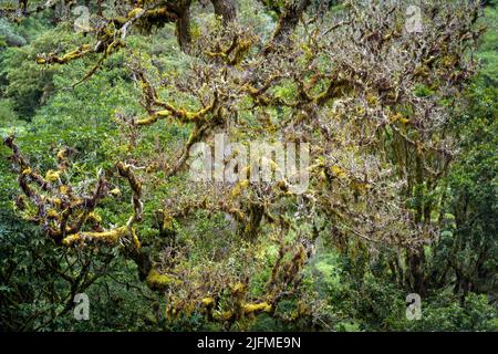 Detail von moosbedeckten Bäumen im Regenwald, San Gerardo de Dota, Costa Rica. Stockfoto