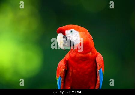 Scharlach-Ara (Ara macao) Porträt, Blick auf die Kamera, Costa Rica. Stockfoto