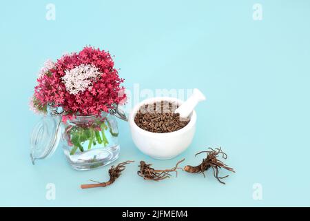 Baldrian Kräuter adaptogen Pflanzenmedizin mit Wurzel und Blumen. Natürliche pflanzliche Heilmittel als Beruhigungsmittel zur Behandlung, Angst, Schlaflosigkeit, Kopfschmerzen verwendet. Stockfoto